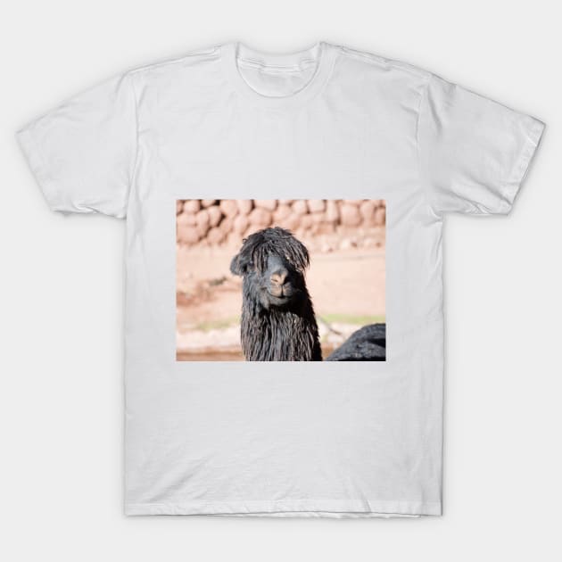 Black and Shaggy Llama T-Shirt by nancy.hajjar@yahoo.com